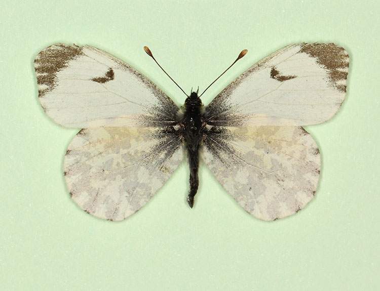 Anthocharis cardamines female (aberrant form nov 2) (Internet Image property of respective owner, non-commercial use only)